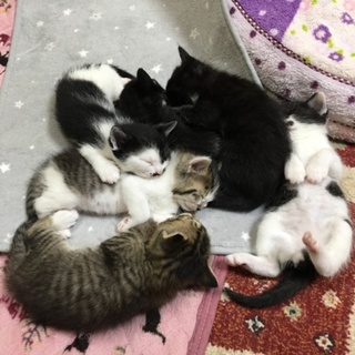1ヶ月半の仔猫ちゃん達です<募集一旦停止します>