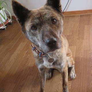 お淑やかで心優しいシズカちゃん