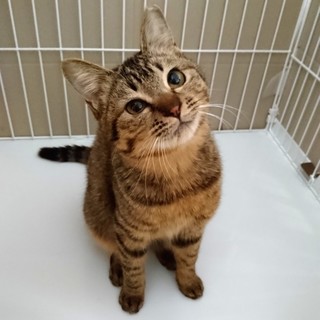 ゴロスリキジトラ女子・1歳(18年初夏生れ)