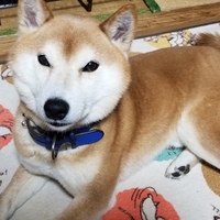 金龍