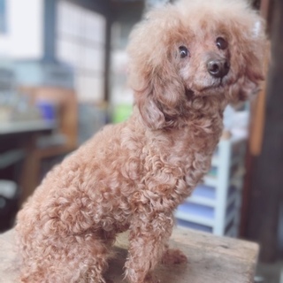 くりくりおめめ、トイプードルの女の子。