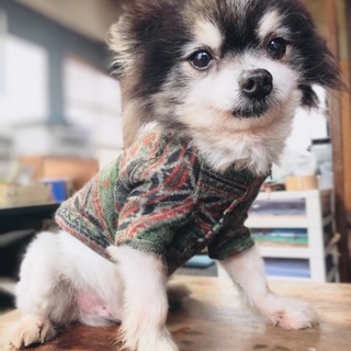 キリリ！とした眉毛のおっとりポメラニアン