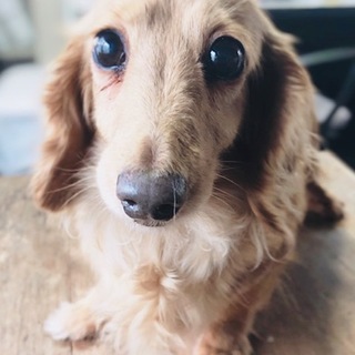 毛艶ヨシお顔ヨシ愛想ヨシ！ダックスちゃん。