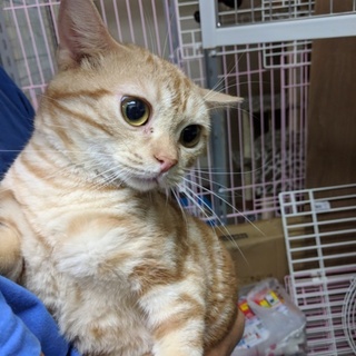 スコティッシュフォールドレッドタビー