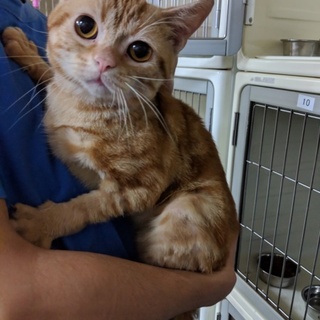 スコティッシュフォールド　レッドタビー