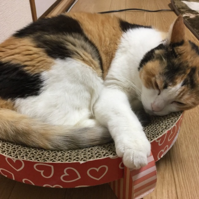 やかさんのカバー写真
