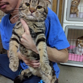 スコティッシュフォールド　ブラウンタビー