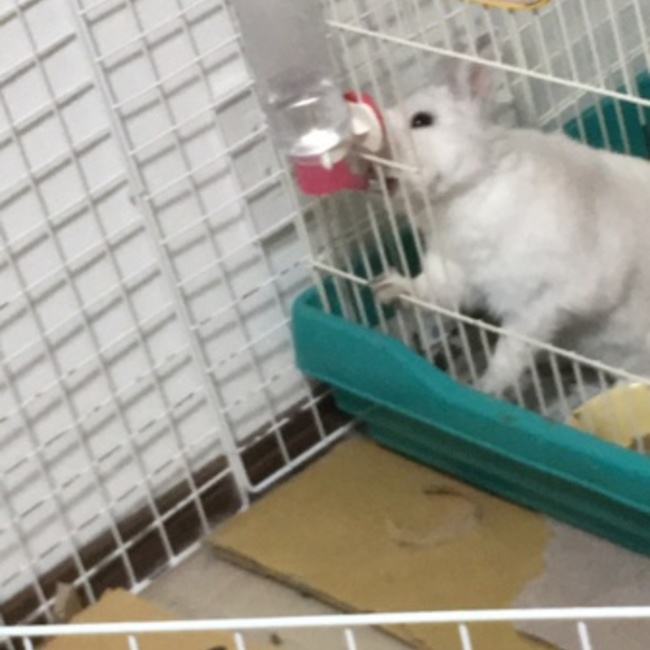 のんちゃんてっちゃんのカバー写真
