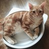 こむぎはる さん