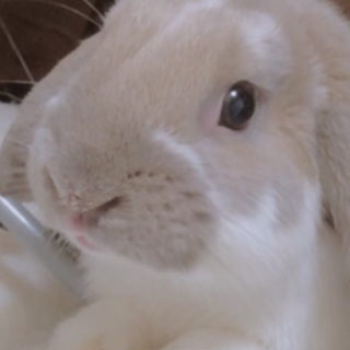 ツンデレうさぎ