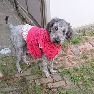 トライアル決定スタンプー女の子 うめちゃん