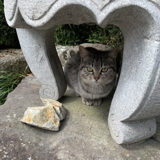 可愛い子猫を是非迎えてあげて下さい。