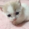 生後１ヶ月の猫ちゃんの里親募集中！！