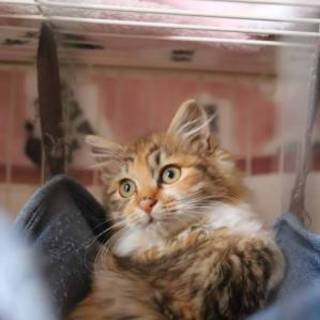 みかん♡しあわせにゃんこになりました