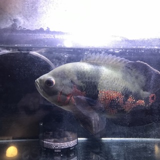 オスカー20〜30cm