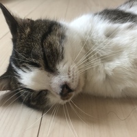 ゆき