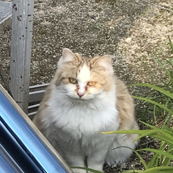 拡散希望/迷い猫/佐賀市高木瀬西/三毛長毛