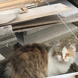 「拡散希望/迷い猫/佐賀市高木瀬西/三毛長毛」サムネイル2