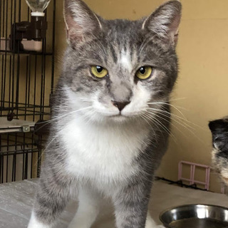 トライアル中♪ソックス君（サバシロ♂）