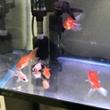 金魚9匹、コケ取り生体のラムズ3匹