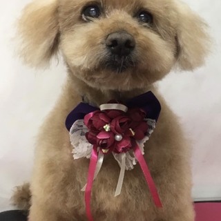 可愛いお目目のレモン君