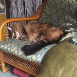 「うちの子記念日を忘れられたベルクさん(笑)」サムネイル1