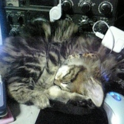 「うちの子記念日を忘れられたベルクさん(笑)」サムネイル2