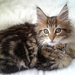 「うちの子記念日を忘れられたベルクさん(笑)」サムネイル3