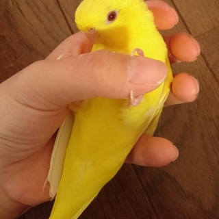サザナミインコ ルチノー メス 2歳