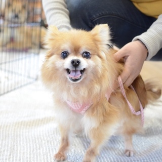 可愛いチワポメちゃん♪なつめちゃん♪