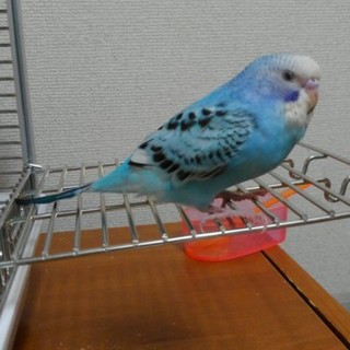 可愛いがってくれる方探してます。