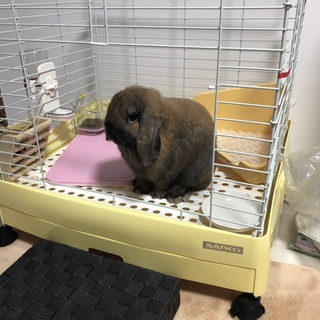 ロップイヤーの里親募集