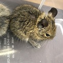 デグーベビー  