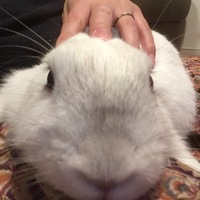 うさぎ