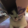 箱が大好きでティッシュの箱に潜り込んだら、こんな事に❣️