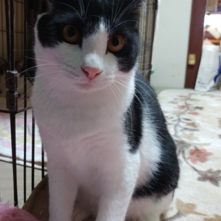 羽田で産まれたノラの子供　まあちゃん