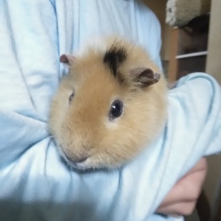 モルモット(テディ)１歳