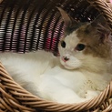 綺麗な被毛のキャリコ姫