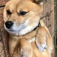 マーチ