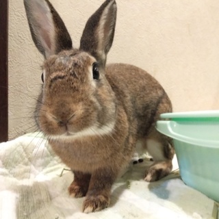 保護うさぎマルブル君