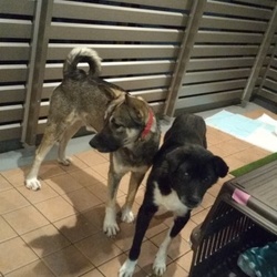 野犬と先住犬の相性？