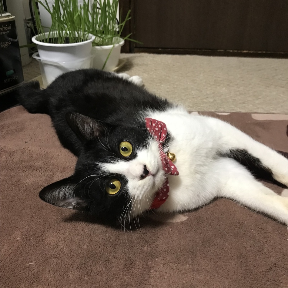 ビッケのカバー写真