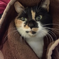 はっちゃん