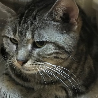 とても穏やかで花丸女子のアメショーです。