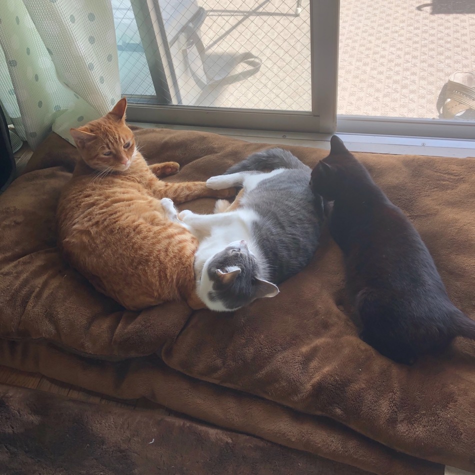 乙春のカバー写真