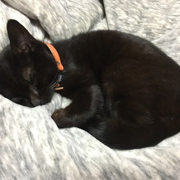 お気に入りのお布団でスヤスヤ(_ _).｡o○