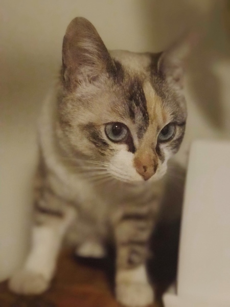 シャム三毛ブルーアイ美猫 福岡県 猫の里親募集 ペットのおうち 月間利用者150万人