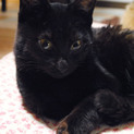 【京都府】黒猫♂くん里親決定しました！