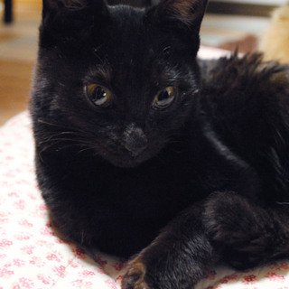 【京都府】黒猫♂くん里親決定しました！