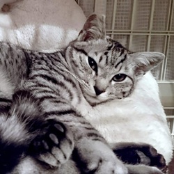 猫の譲渡会 サムネイル2